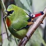 image of bird