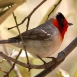 image of bird
