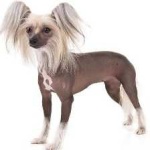 image of animal
