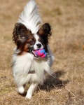 image of papillon