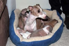 image of italian_greyhound