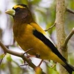 image of bird