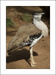 image of bustard #27