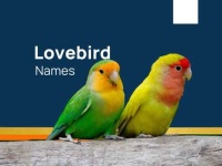 image of lovebird