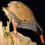 image of bird