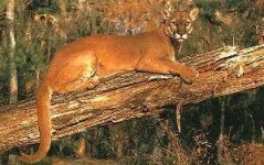 image of cougar_body