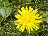 image of flower