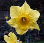 image of flower