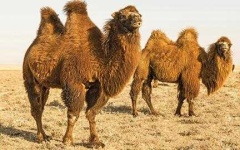 image of animal
