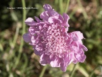 image of flower