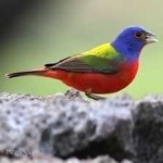 image of bird