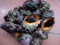 image of conch