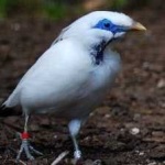 image of bird