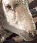 image of animal