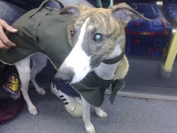 image of whippet