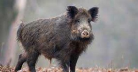 image of boar #44