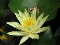 image of flower