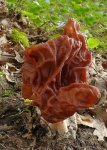 image of gyromitra