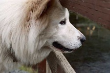 image of eskimo_dog #25