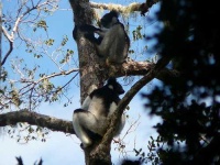 image of indri
