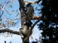 image of indri #9