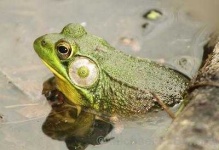image of animal