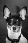 image of toy_terrier