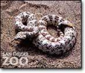 image of sidewinder