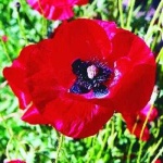 image of flower