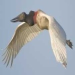 image of bird