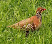 image of partridge