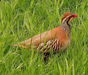 image of partridge #25