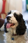 image of english_cocker_spaniel #22