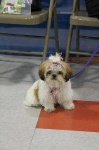 image of pekinese