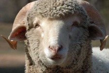 image of ram