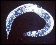 image of nematode