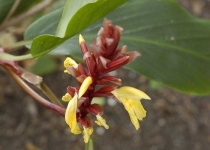 image of flower