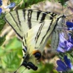 image of animal