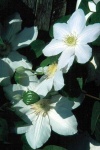 image of clematis #23