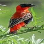 image of bird