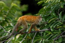 image of titi