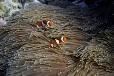 image of reef
