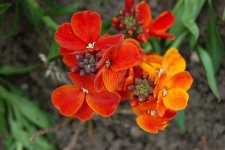 image of flower