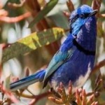 image of bird