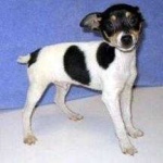 image of toy_terrier