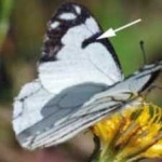 image of animal