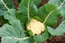 image of cauliflower #25