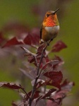 image of hummingbird