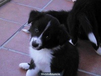 image of collie #3