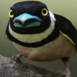 image of bird